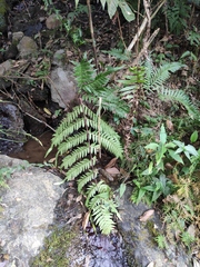 Pteris terminalis