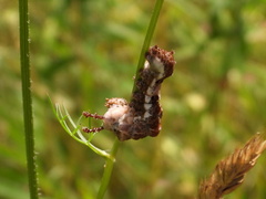 Limenitis