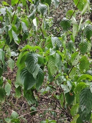Mussaenda shikokiana