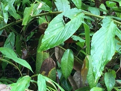 Notocrypta paralysos varians