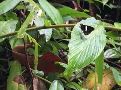 Notocrypta paralysos varians