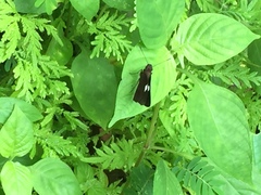 Notocrypta paralysos varians