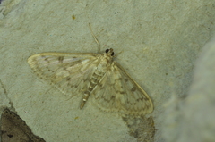 Herpetogramma aquilonalis