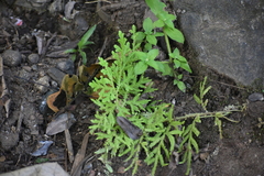 Selaginella delicatula