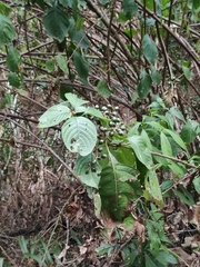 Mussaenda shikokiana