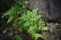 Selaginella delicatula