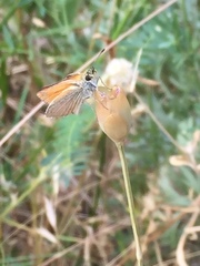 Petrorhagia prolifera