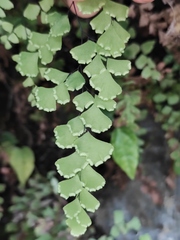 Adiantum capillus-veneris