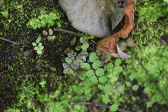 Adiantum philippense