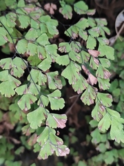 Adiantum capillus-veneris