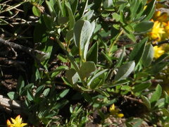 Salix petrophila