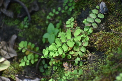 Adiantum philippense