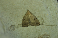 Zanclognatha protumnusalis
