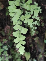 Adiantum capillus-veneris