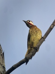 Colaptes punctigula