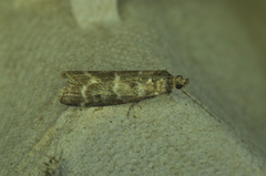 Ortholepis pasadamia