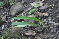 Hymenocallis littoralis