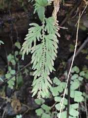 Selaginella moellendorffii