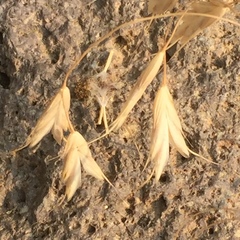Bromus arvensis