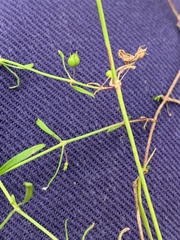 Stellaria angustifolia