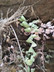 Adiantum capillus-veneris