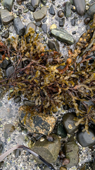 Fucus vesiculosus