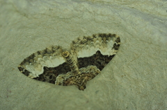 Euphyia intermediata