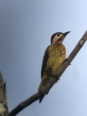 Colaptes punctigula