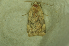 Cryptocala acadiensis
