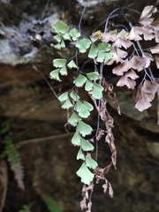 Adiantum capillus-veneris