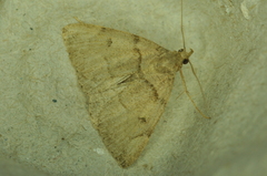 Zanclognatha laevigata