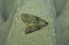 Pococera asperatella