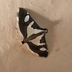 Glyphodes bicolor
