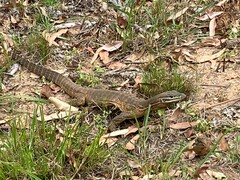 Varanus panoptes panoptes