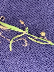 Stellaria angustifolia