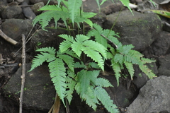 Tectaria devexa