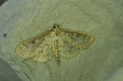 Herpetogramma aquilonalis