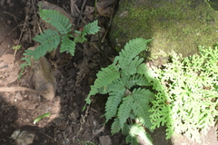Tectaria devexa