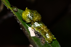 Papilio polymnestor polymnestor
