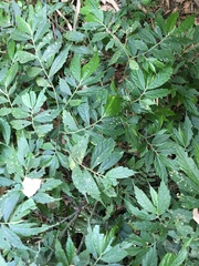Elatostema lineolatum