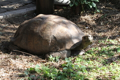 Stigmochelys pardalis