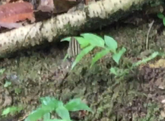 Ragadia makuta siponta