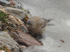 Leucosticte australis