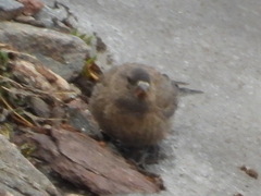 Leucosticte australis