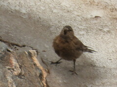 Leucosticte australis