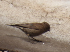 Leucosticte australis