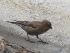 Leucosticte australis