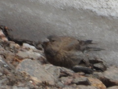 Leucosticte australis