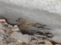 Leucosticte australis