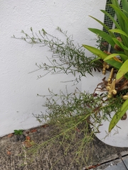 Andrographis paniculata